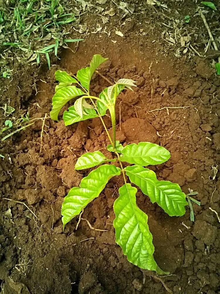 tree image