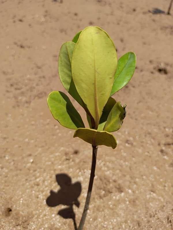 tree image
