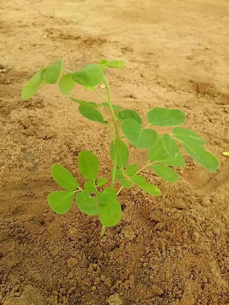 tree image