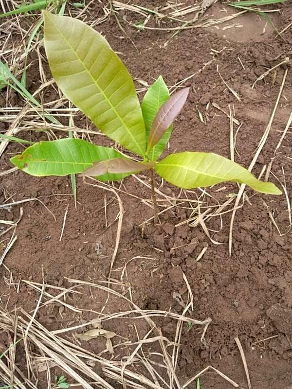 tree image