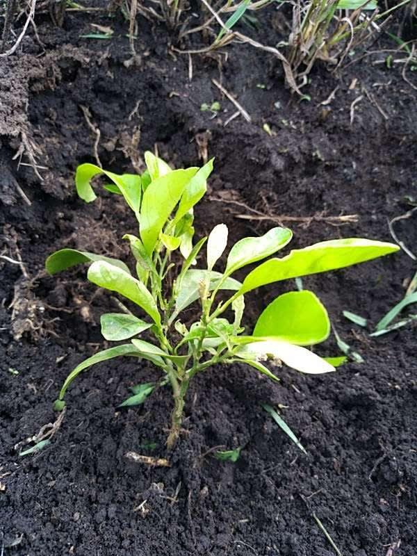 tree image