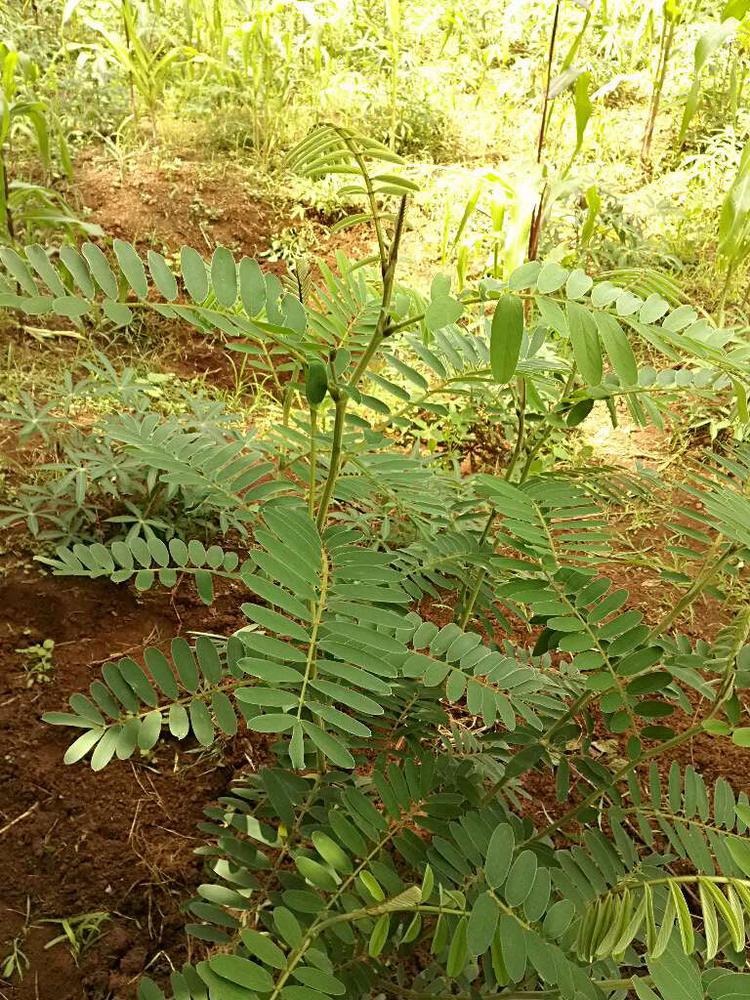 tree image