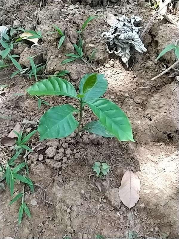 tree image