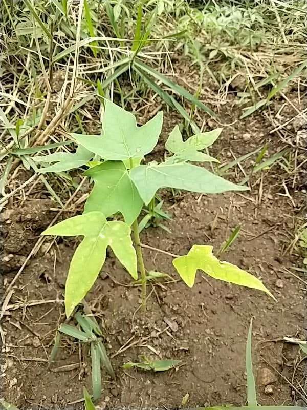 tree image