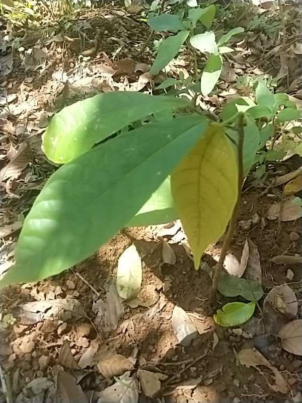 tree image