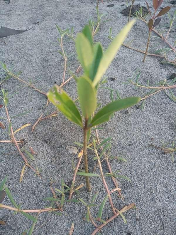 tree image