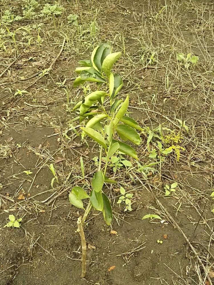 tree image