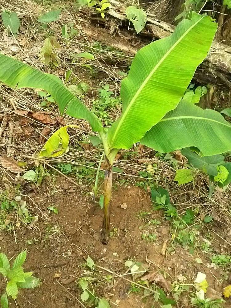 tree image