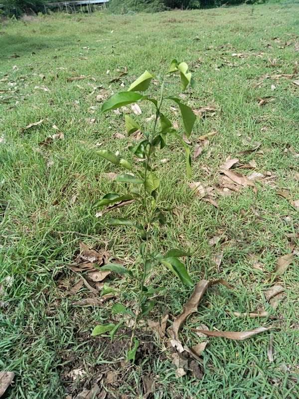tree image