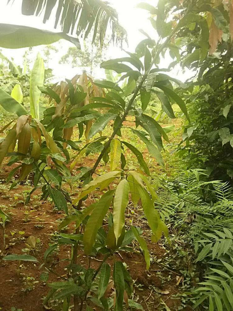 tree image
