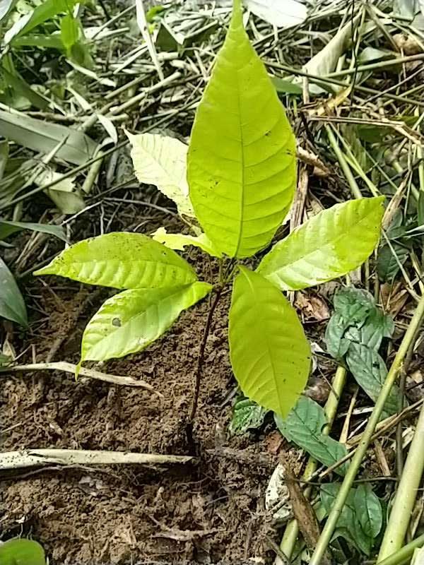 tree image
