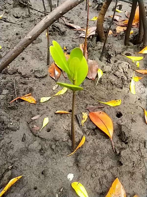 tree image