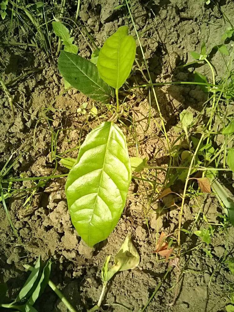 tree image