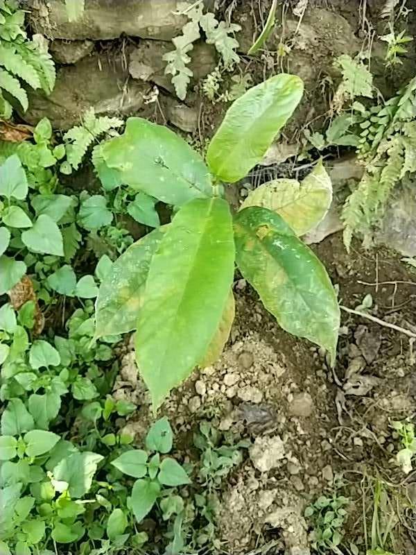 tree image