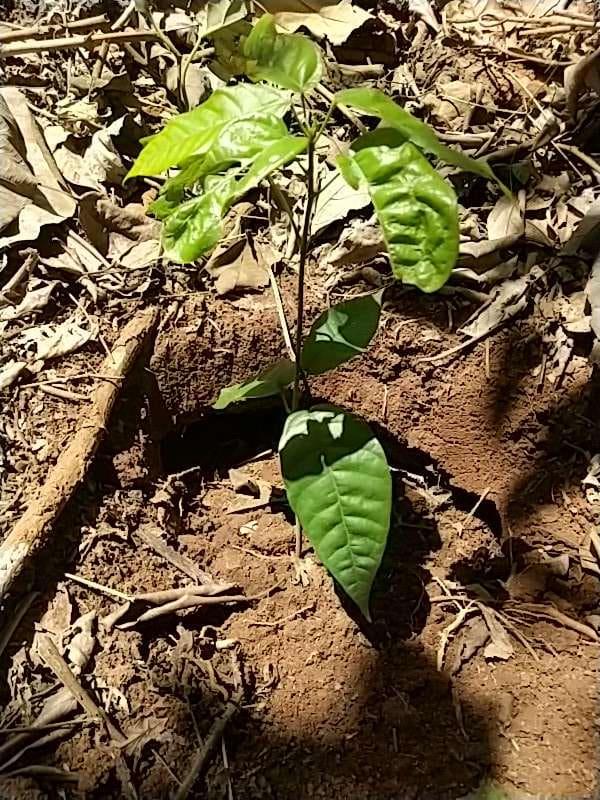 tree image