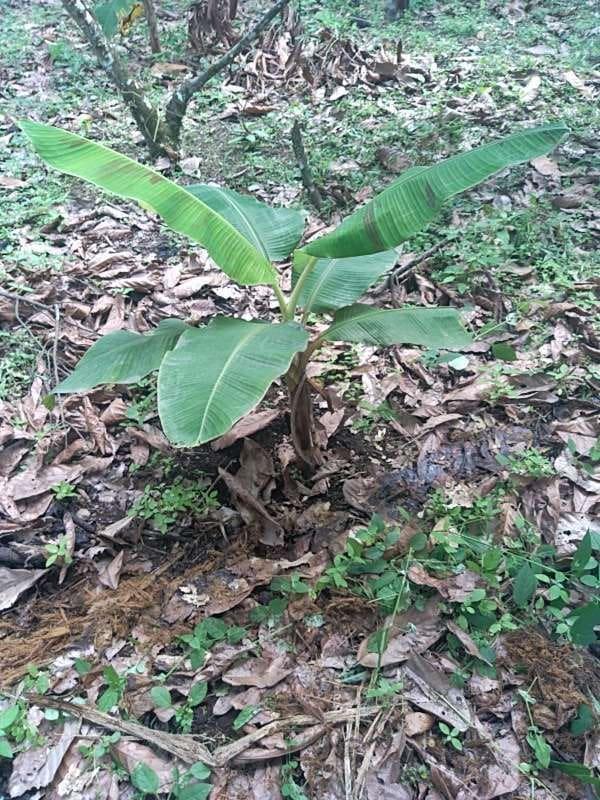 tree image