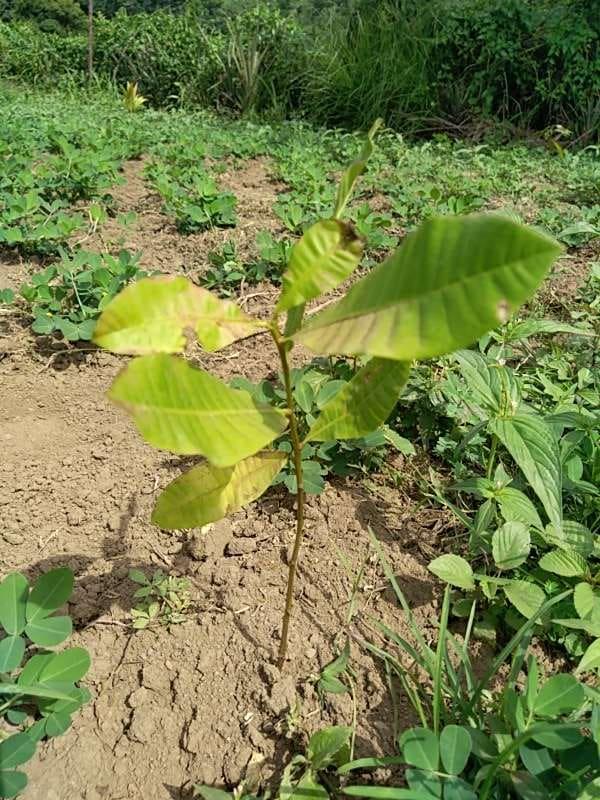 tree image