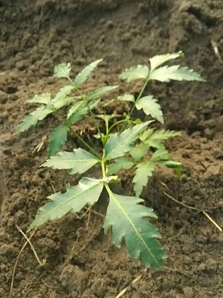 tree image