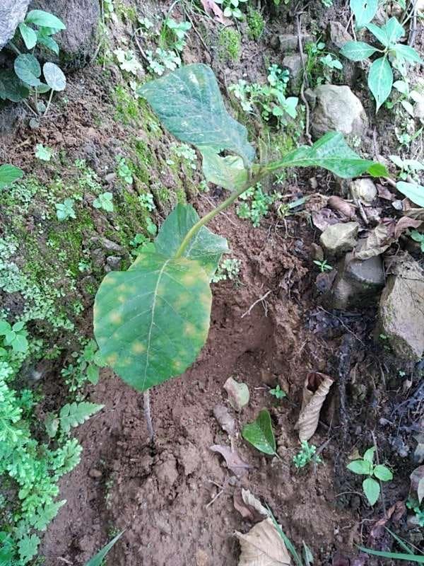 tree image