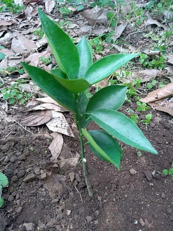 tree image
