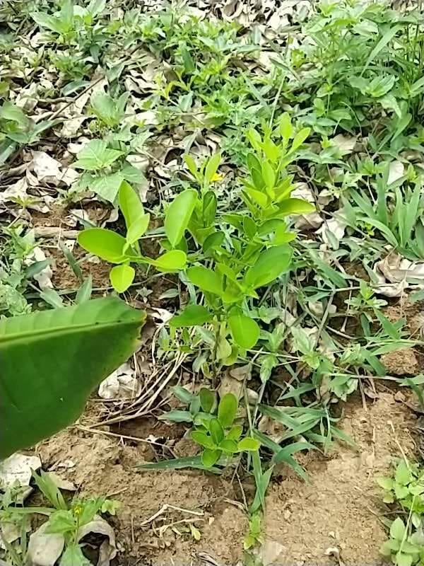 tree image