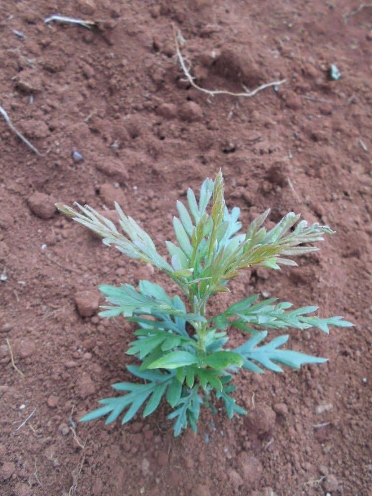 tree image
