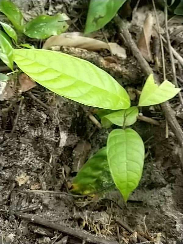 tree image