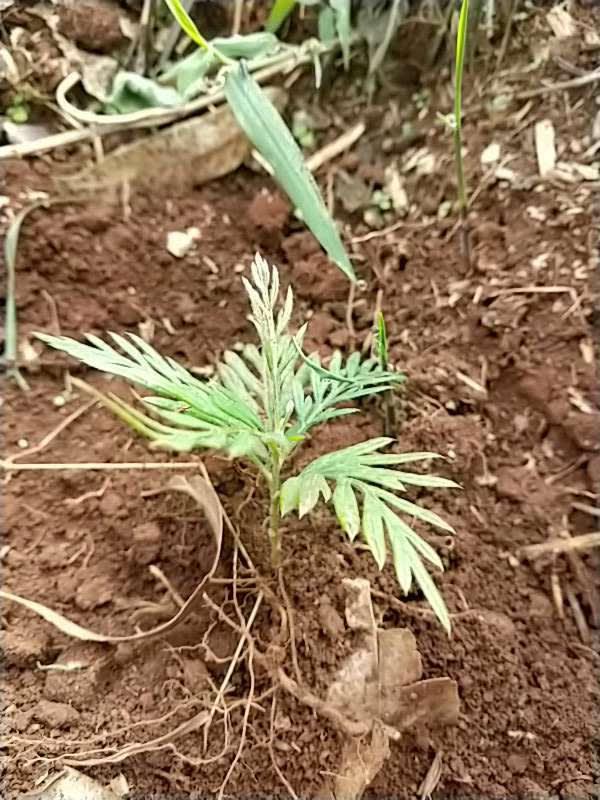tree image