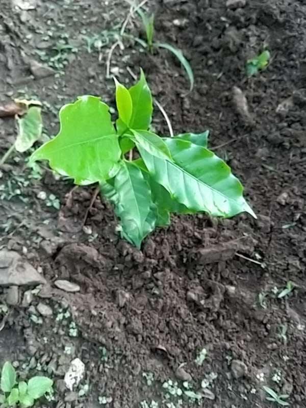 tree image