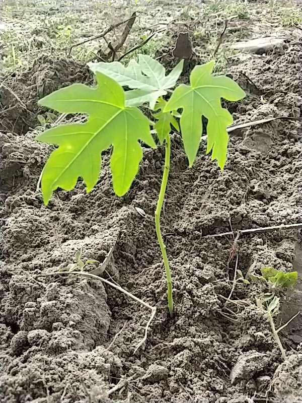 tree image