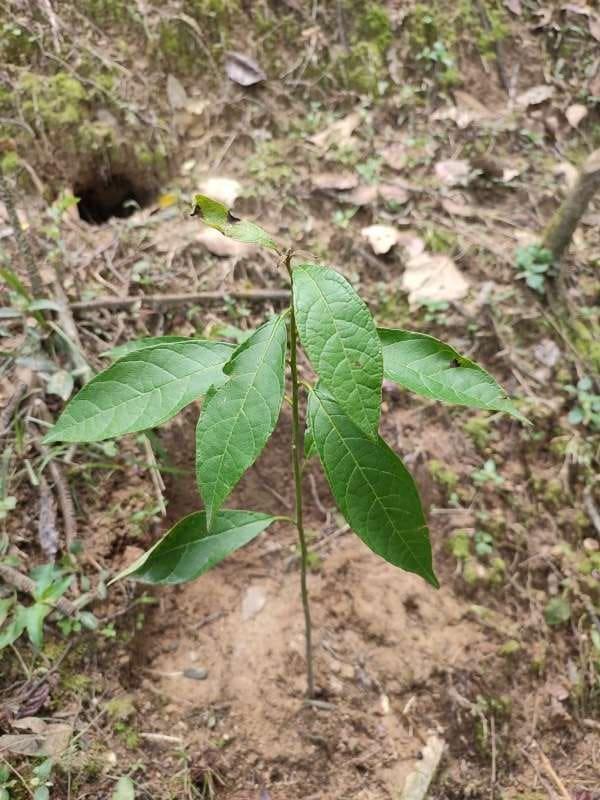 tree image