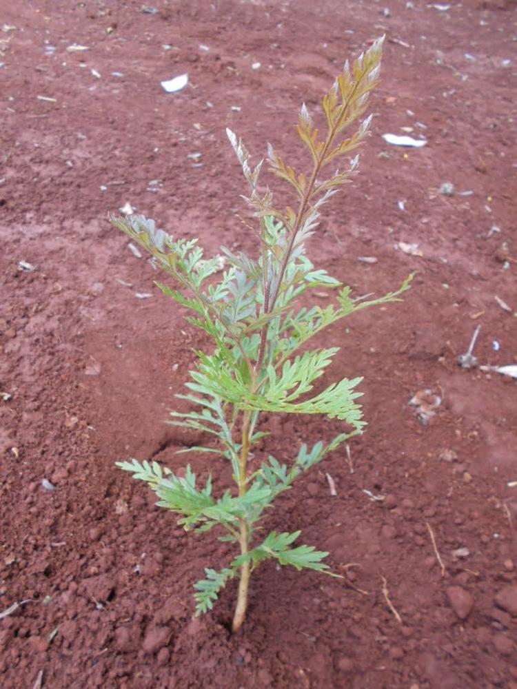tree image