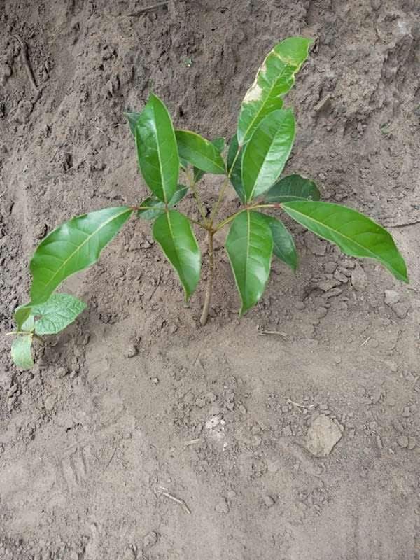 tree image