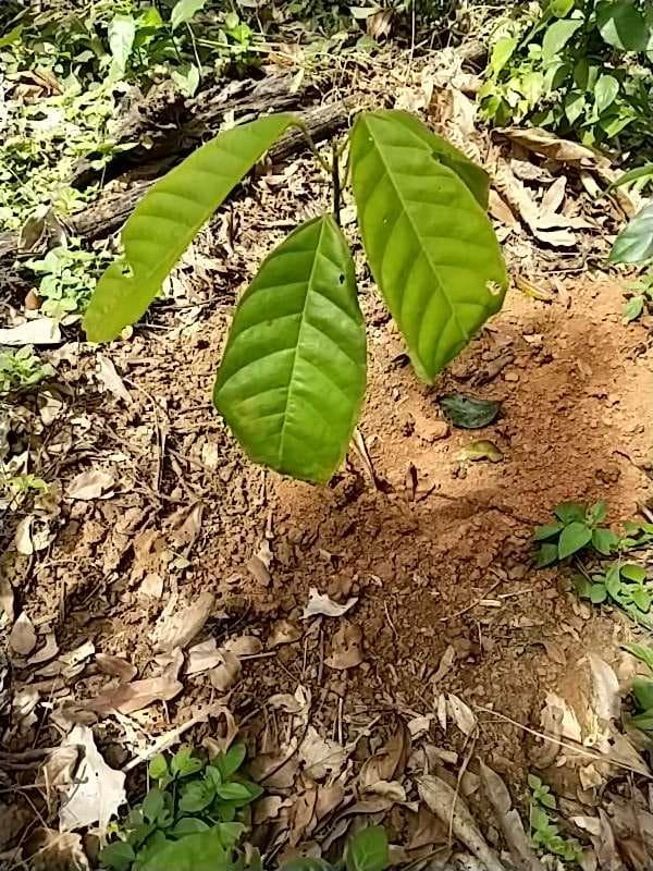 tree image