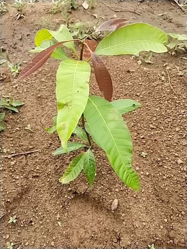 tree image