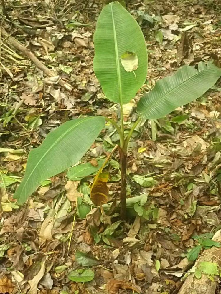 tree image