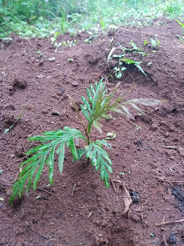 tree image