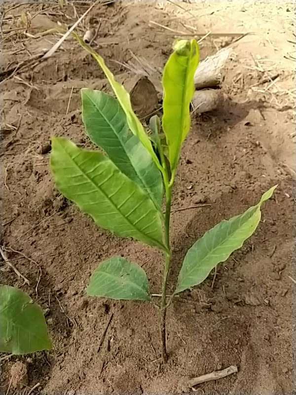 tree image