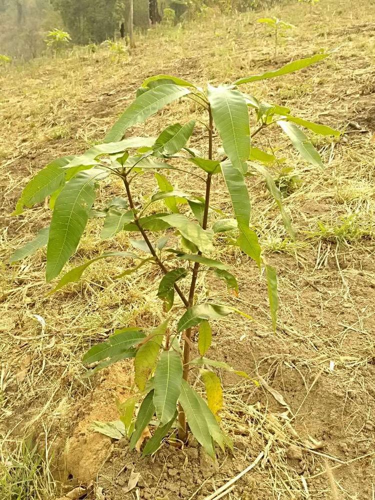 tree image