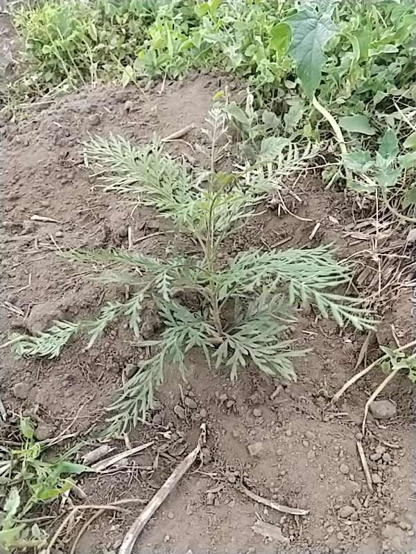 tree image