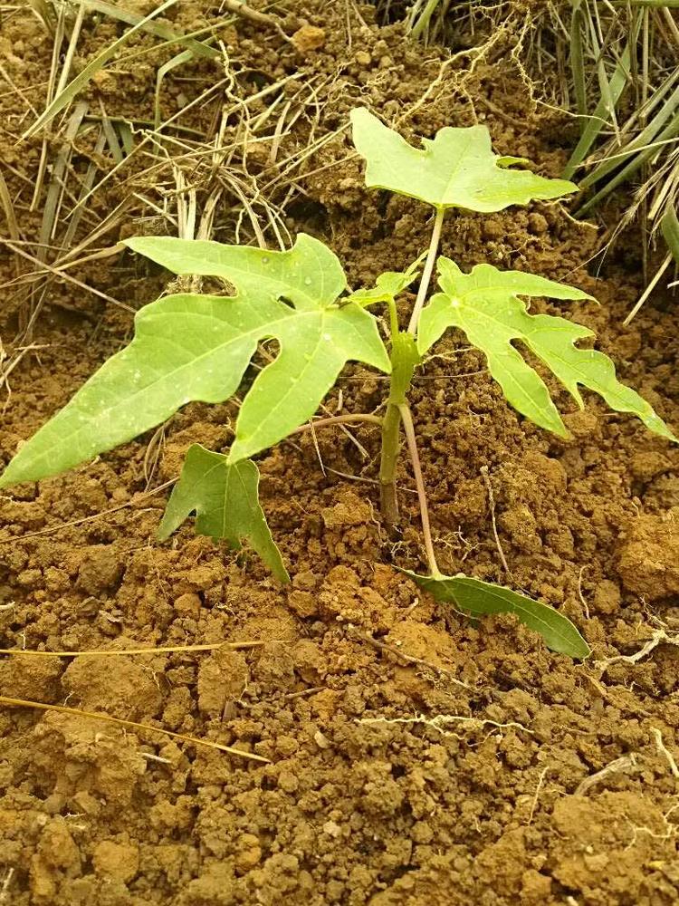 tree image