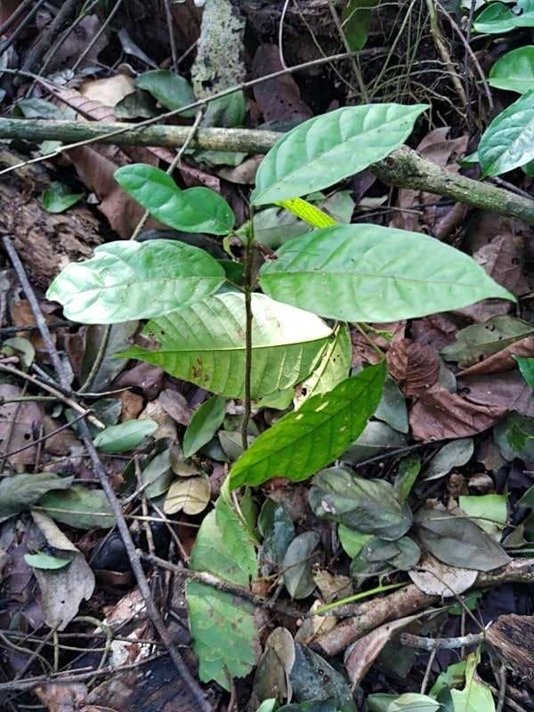 tree image