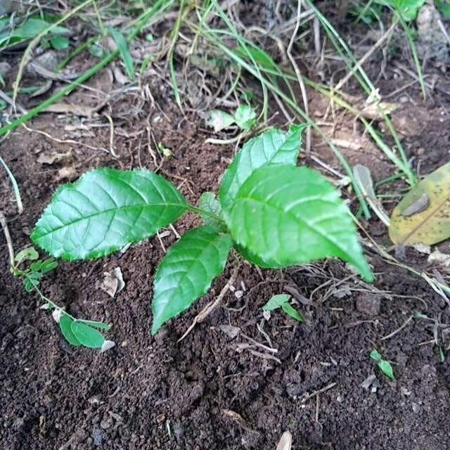 tree image