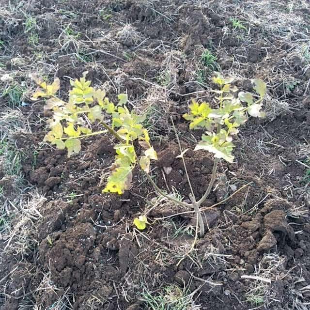 tree image