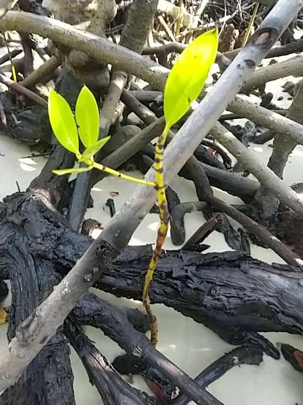 tree image
