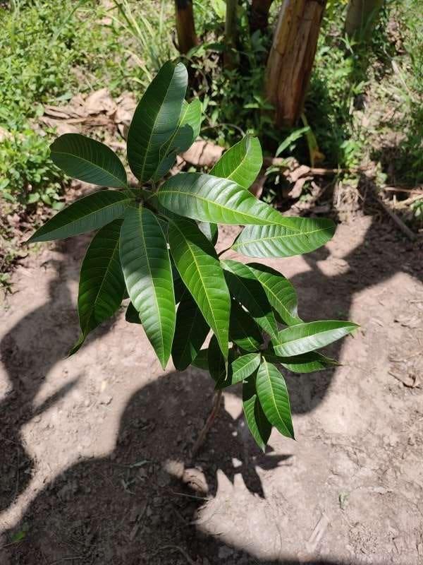 tree image