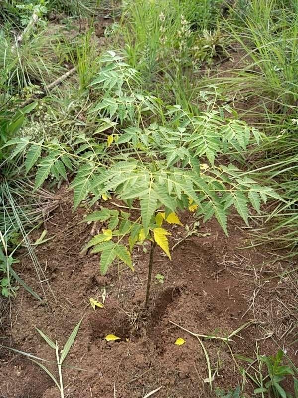 tree image