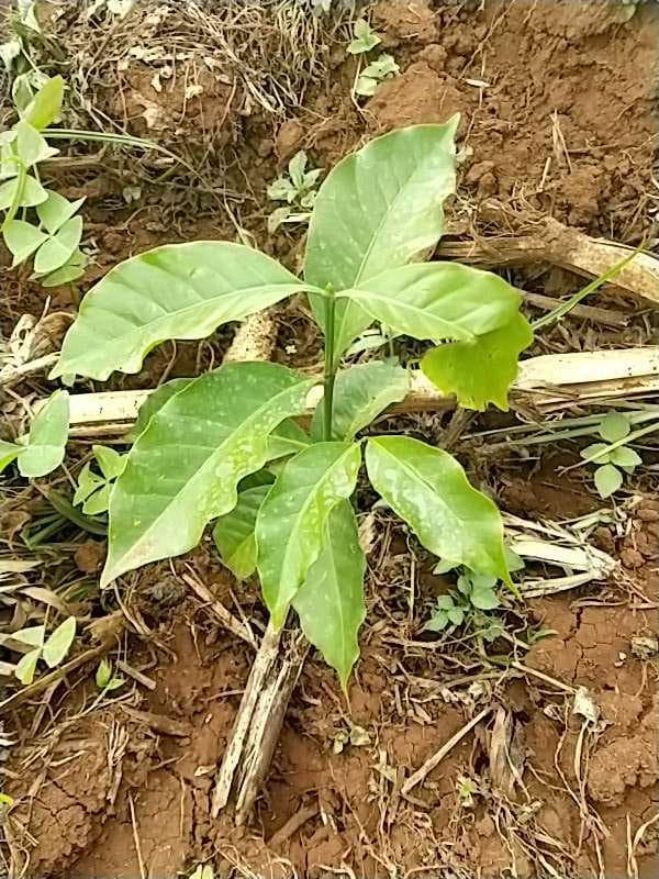 tree image