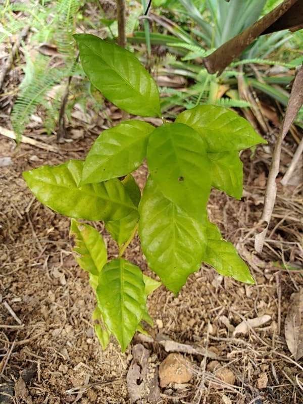 tree image