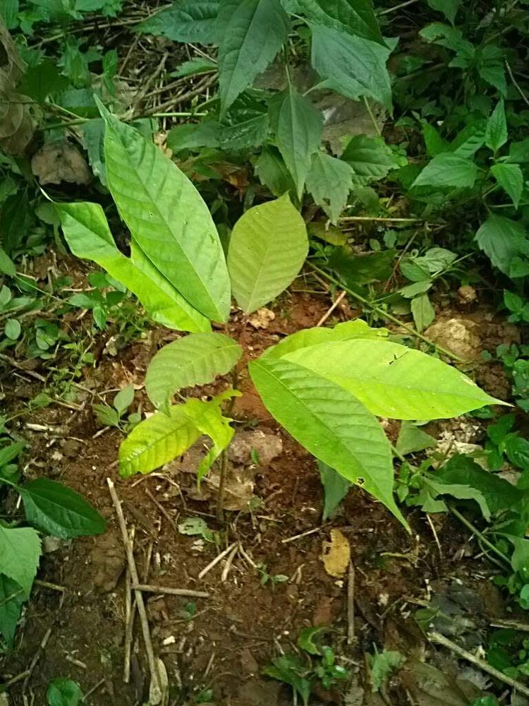 tree image